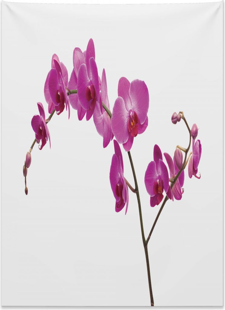 Abakuhaus Blumen Wandteppich, Wild Orchideen Blütenblätter aus Weiches Mikrofaser Stoff Kein Verblassen Klare Farben Waschbar, 110 x 150 cm, Violett