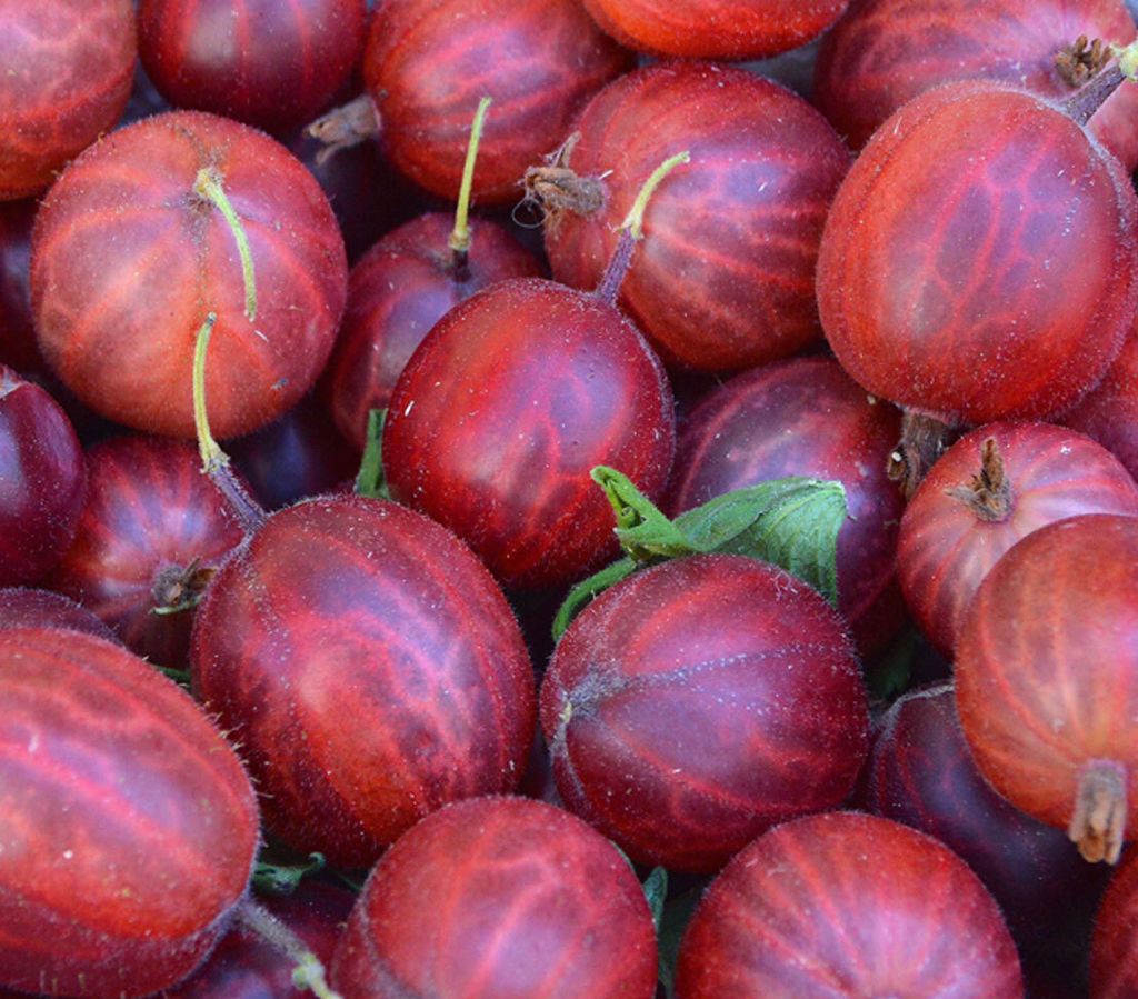 Dehner Stachelbeere Hinnonmäki, Ribes uva-crispa, Produktbild 