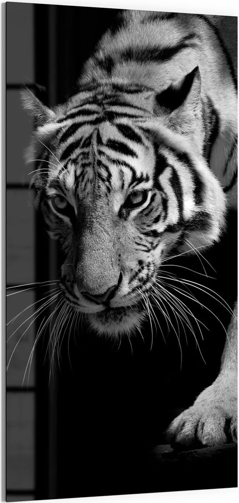 DEQORI Magnettafel Glas 50x100 cm 'Pirschender Tiger' beschreibbar Whiteboard