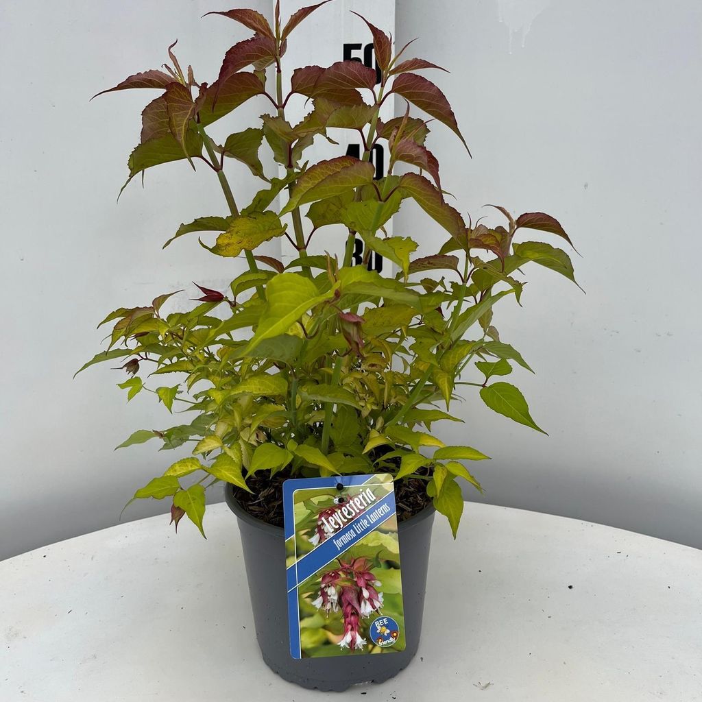 Leycesteria formosa Little Lanterns ('CDC01'pbr) - Karamellbeere | 30-40 cm im Topf