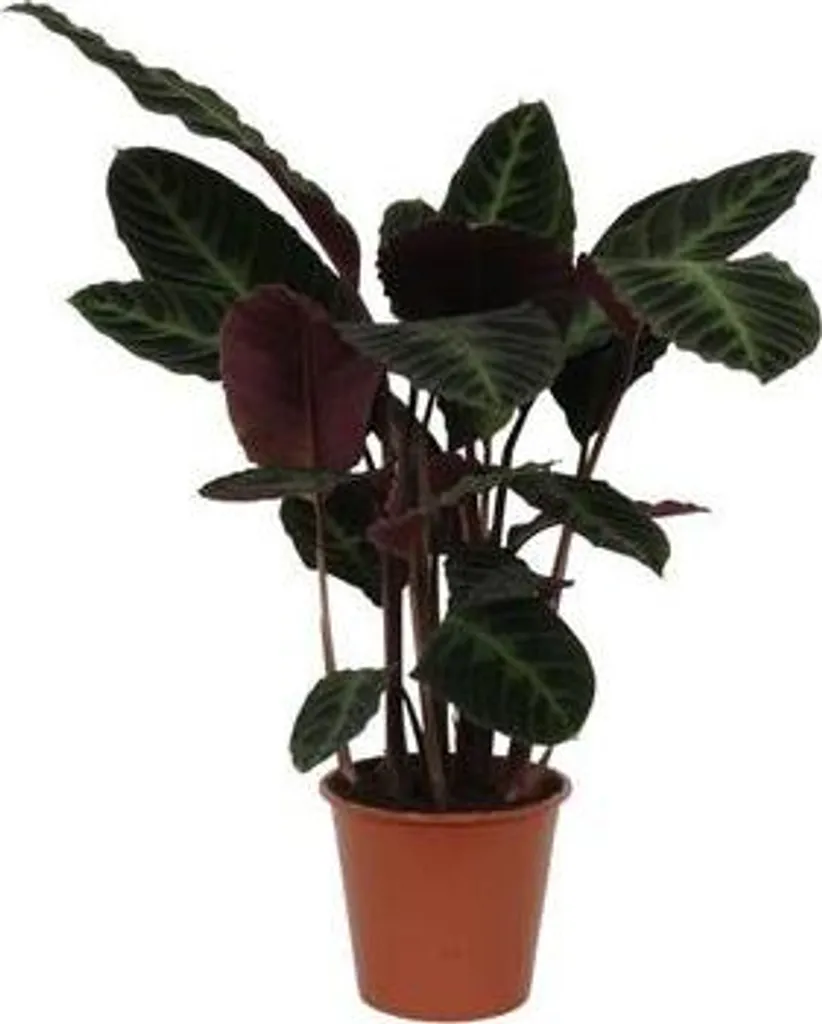 Plante d'Intérieur Ombre Calathea Warscewiczii 80cm Déco Tropicale