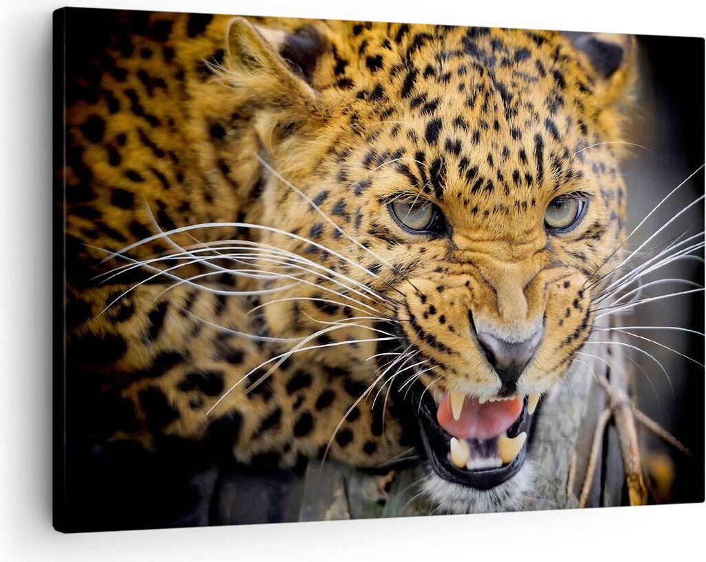 Bild auf Leinwand - Leinwandbild - Leopard tier savanne afrika - 70x50cm - Wand Bild - Wanddeko - Leinwanddruck - Bilder - Kunstdruck - Wanddekorat...