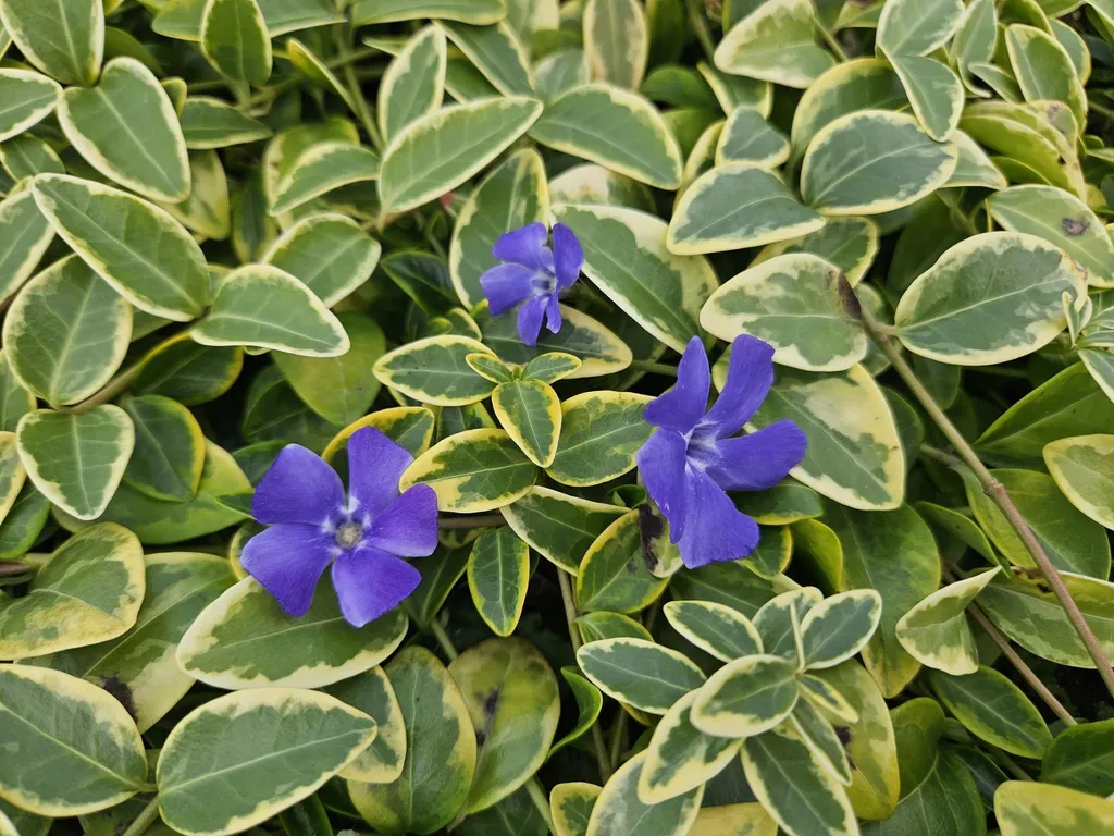 Vinca minor Aureovariegata - Pervenche panachée - Lot de 60 plants Ø9cm