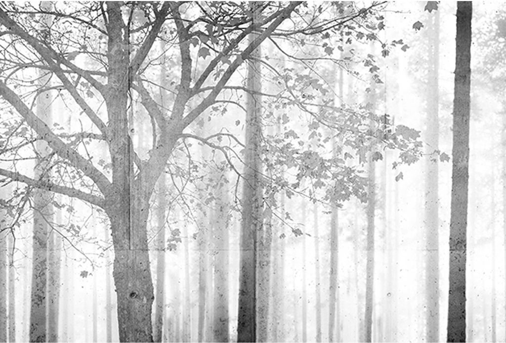 Tadessi Fototapete | Wald | 4.00 m x 2.70 m | Grau | Weiß | Wandbild | Digitaldruck