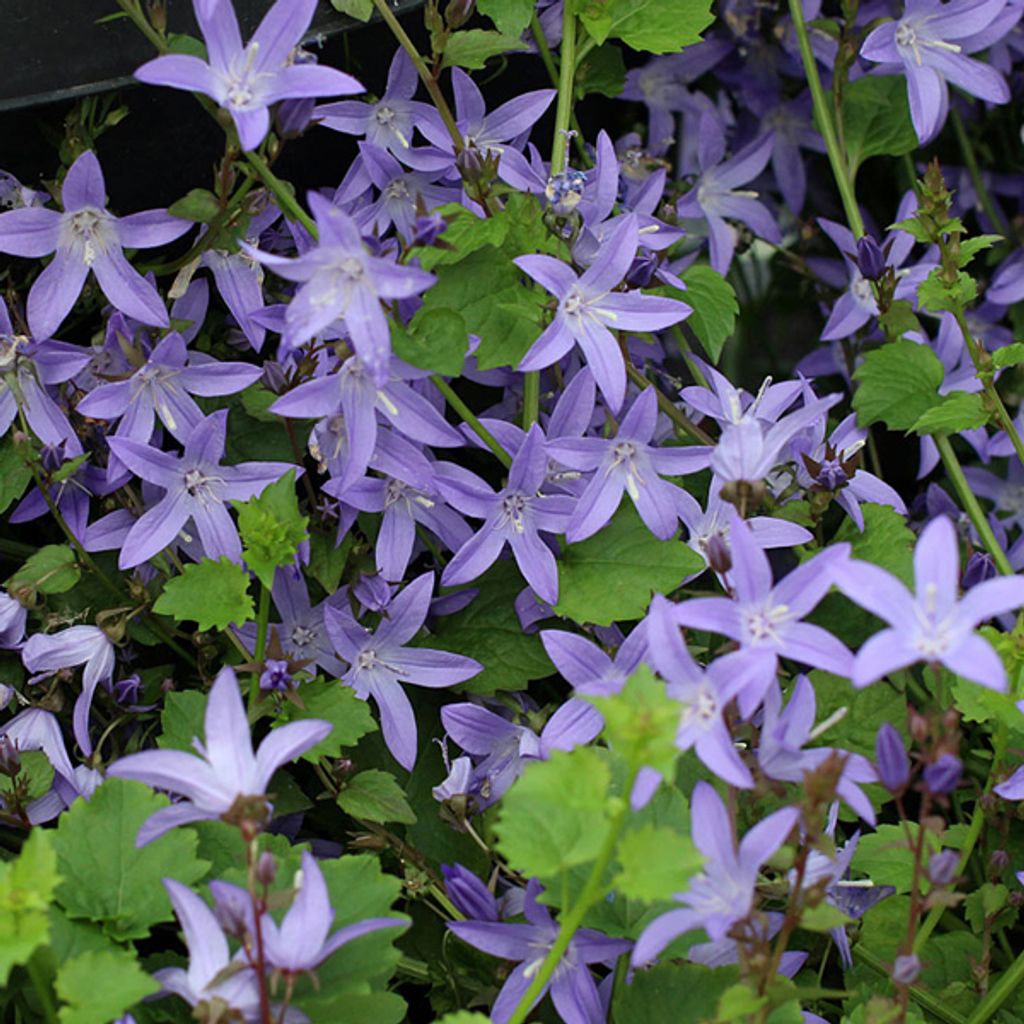 6 x Hängepolster Glockenblume - Campanula poscharskyana | Topf 9cm x 9cm