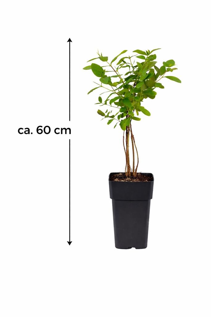 heterocraspedon philodendron Philodendron heterocraspedon 2.5"  OrchidBox Wholesale