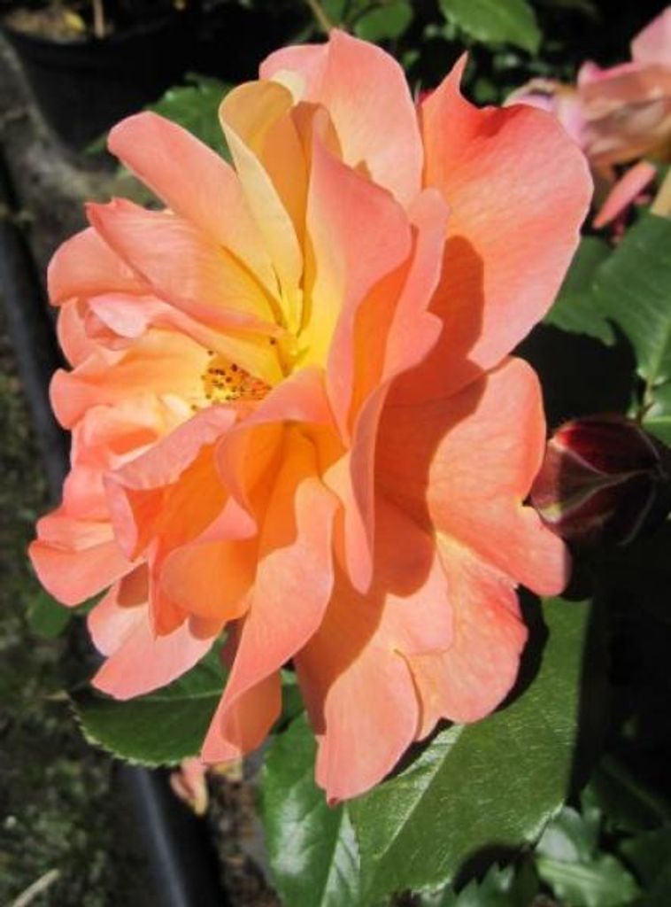 Kletterrose Alchymist - Rosa Alchymist - Kordes Rose