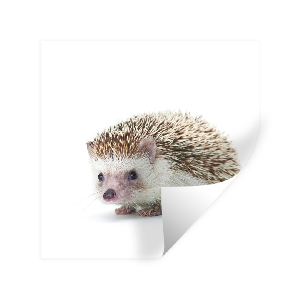MuchoWow Wandtattoo Wandsticker Wandaufkleber Igel - Tiere - Weiß 80x80 cm Selbstklebend und Repositionierbar - Wierderverwendbar - Selbstklebend