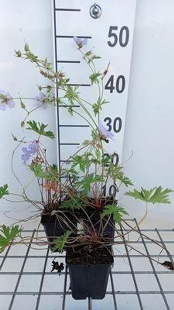 6 x Geranium hybr. 'Blue Cloud' - Storchenschnabel- Topf 9 x 9 cm