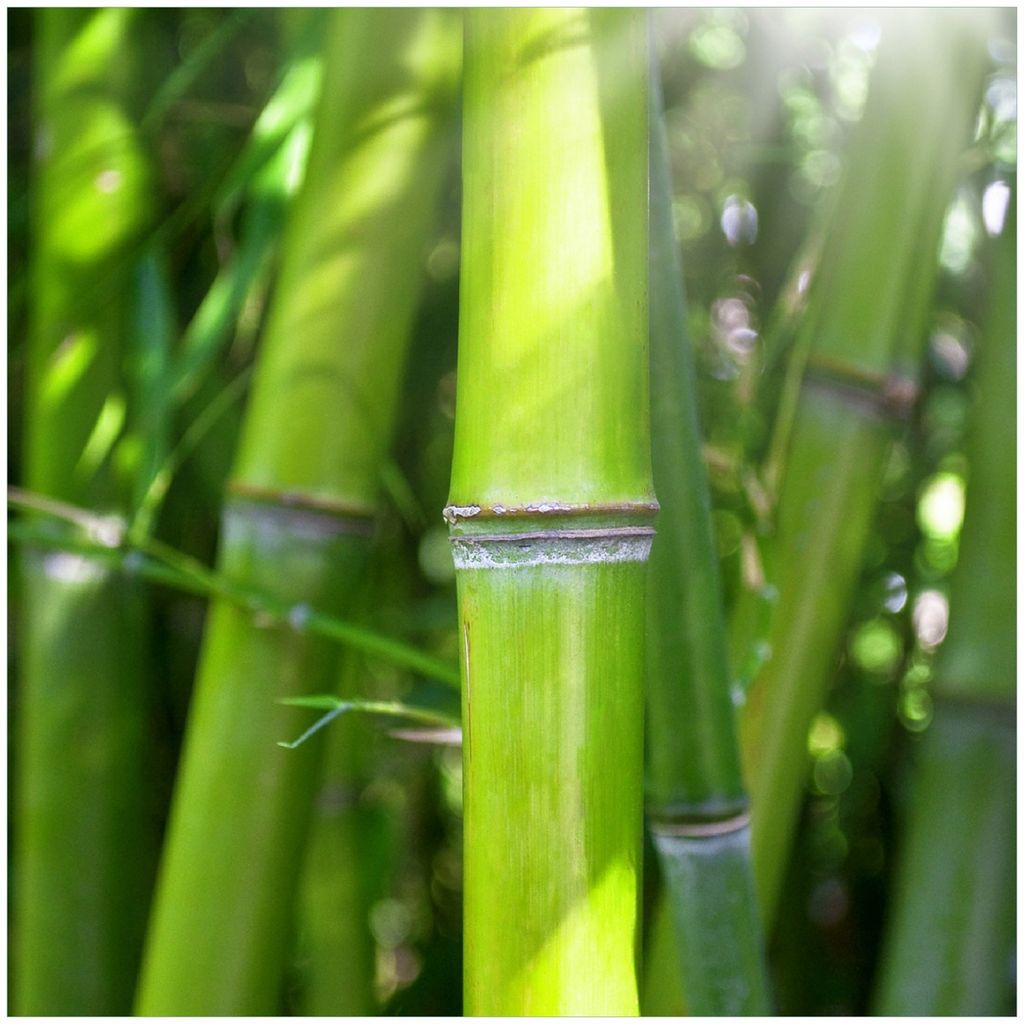 Wallario Premium Glasbild, freischwebende Optik, kräftige Farben, Größe 30 x 30 cm Motiv Bambus im Sonnenschein