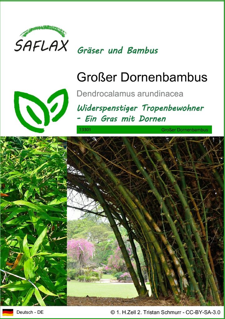 SAFLAX - Gräser-Bambus-Großer Dornenbambus - 50 Samen - Produktbild 