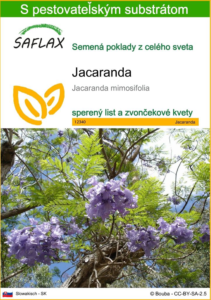 SAFLAX - jacaranda - Jacaranda mimosifolia - 50 Semená - S Obrázok produktu 
