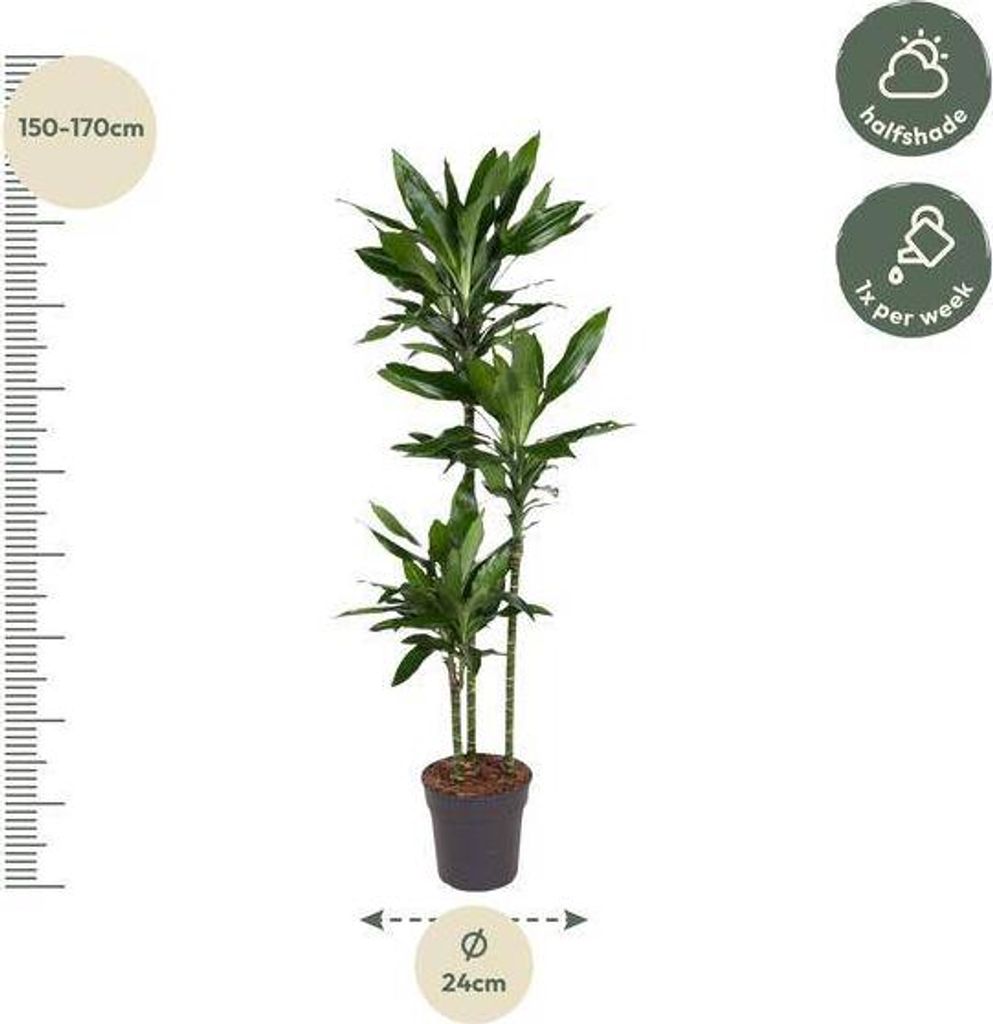 Dracaena Janet Lind Ø24 cm ↕160 cm Pianta da appartamento Immagine del prodotto 