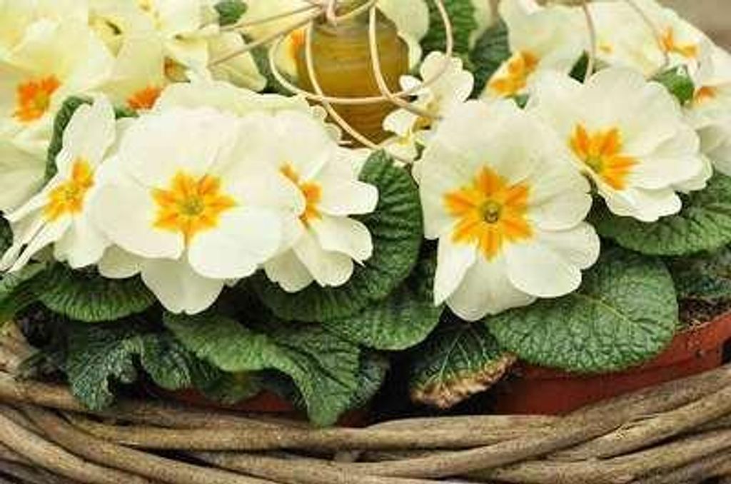 6 x Primula vulgaris ( acaulis) - Kugelprimel - Topf 9 x 9 cm