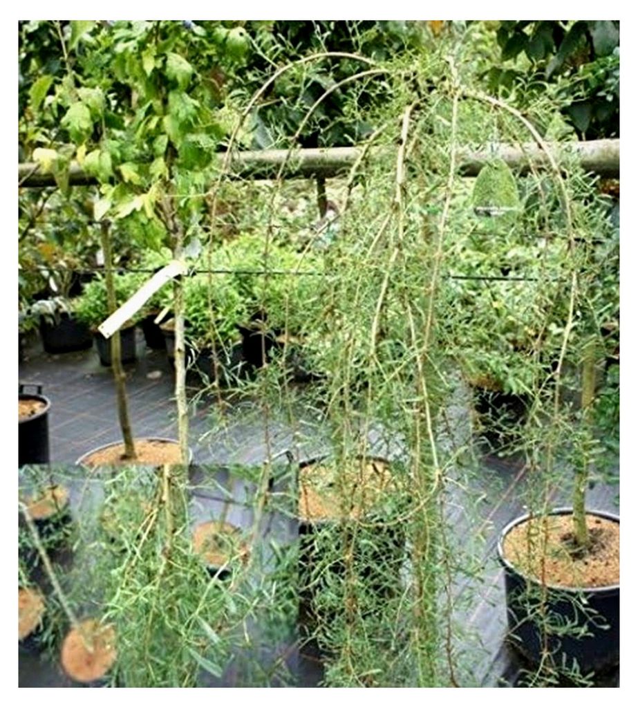 Caragana arborescens - Gemeiner Erbsenstrauch - Hängender Erbsenstrauch 60-100 cm