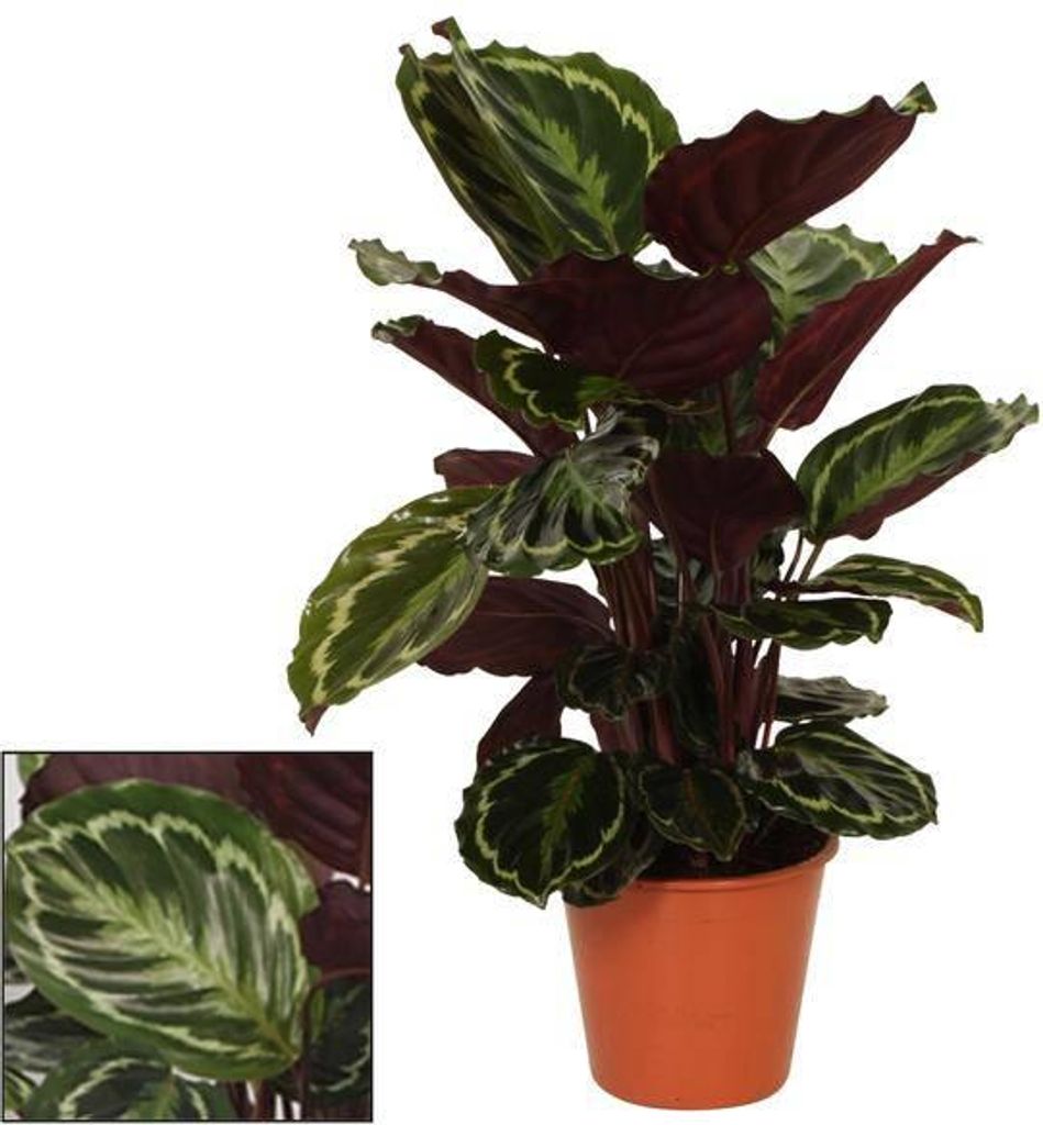 Korbmarante Calathea Medaillon – Zimmerpflanze – Ø19 cm – Ca. 75 cm hoch – Exotisches Blattmuster mit rot-violetter Blattunterseite – Pf...