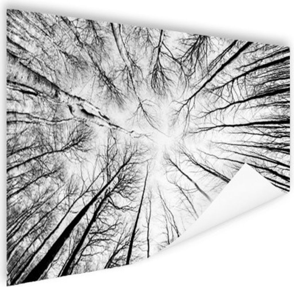 MuchoWow Poster Buche vom Boden aus fotografiert 120x80 cm - Bilder
