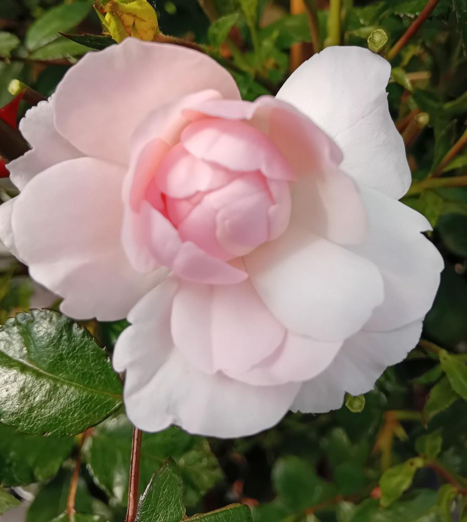 Rose Beetrose Rose Bonica Edelrose rosa Hochstamm 90 cm Produktbild 