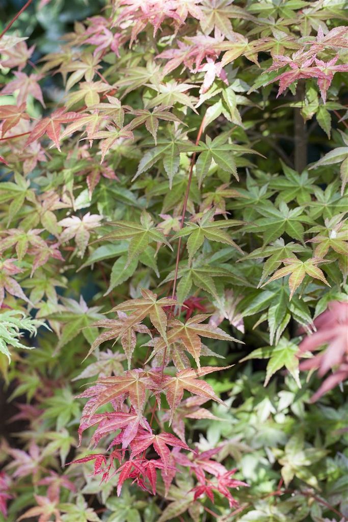 Acer palmatum 'Deshojo', Japanischer Ahorn, leuchtend rot, 80–100 cm