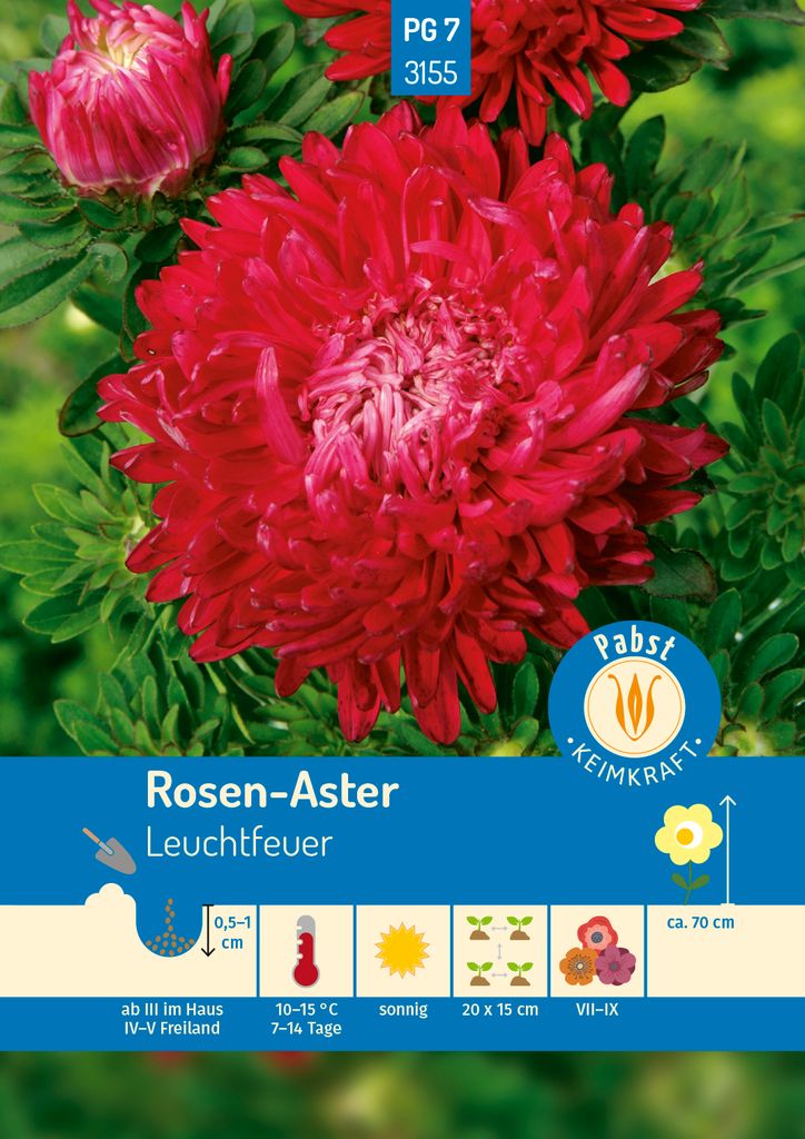 Pabst Keimkraft - Rosen - Aster Leuchtfeuer Samen - 173155 Produktbild 