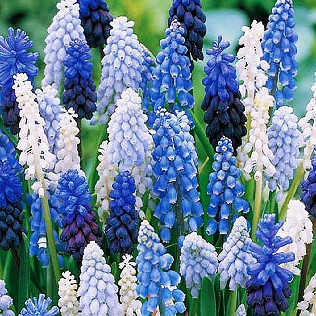 Muscari Blumenzwiebeln Zwiebeln Blumen Traubenhyazinthe Mix Produktbild 