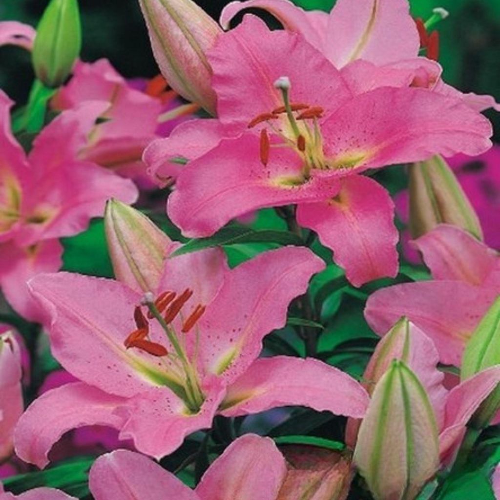Lilien Blumenzwiebeln Zwiebeln Blumen Orientalische Lilie La Reve 1 St.