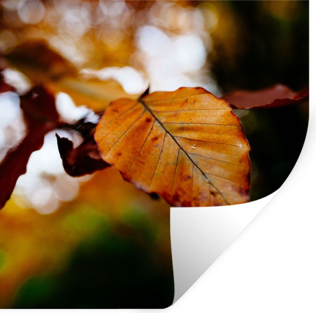 MuchoWow Wandtattoo Wandsticker Wandaufkleber Buche - Herbst - Laub 80x80 cm Selbstklebend und Repositionierbar - Wierderverwendbar - Selbstklebend