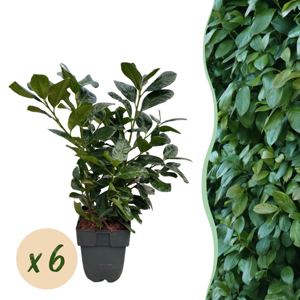 GreenboutiQ - Heckenpflanzen - Prunus laurocerasus Etna - Blatt grün - 6 Pflanzen - 1 laufender Meter - immergrün - Topf 17cm Höhe 50cm