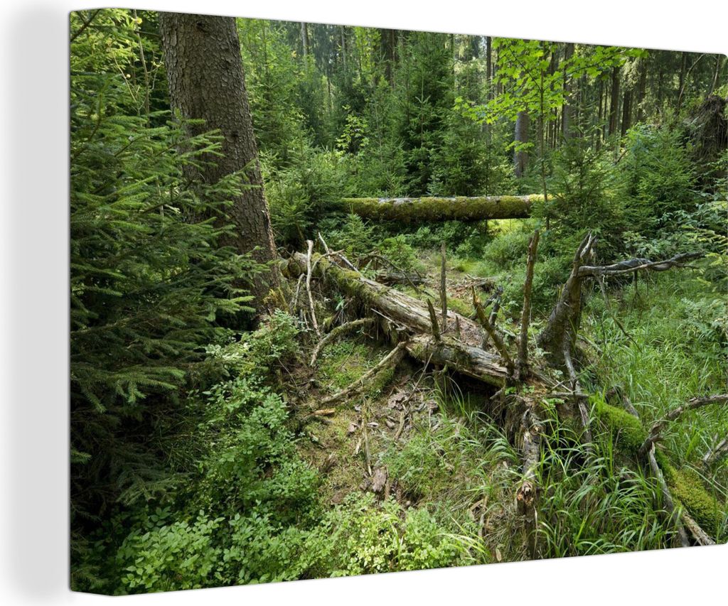OneMillionCanvasses - Leinwandbilder - 140x90 cm, Alter Baum fällt im grünen Wald des Nationalparks Harz, Deutschland, Wandbilder Kunstdruck Wa...
