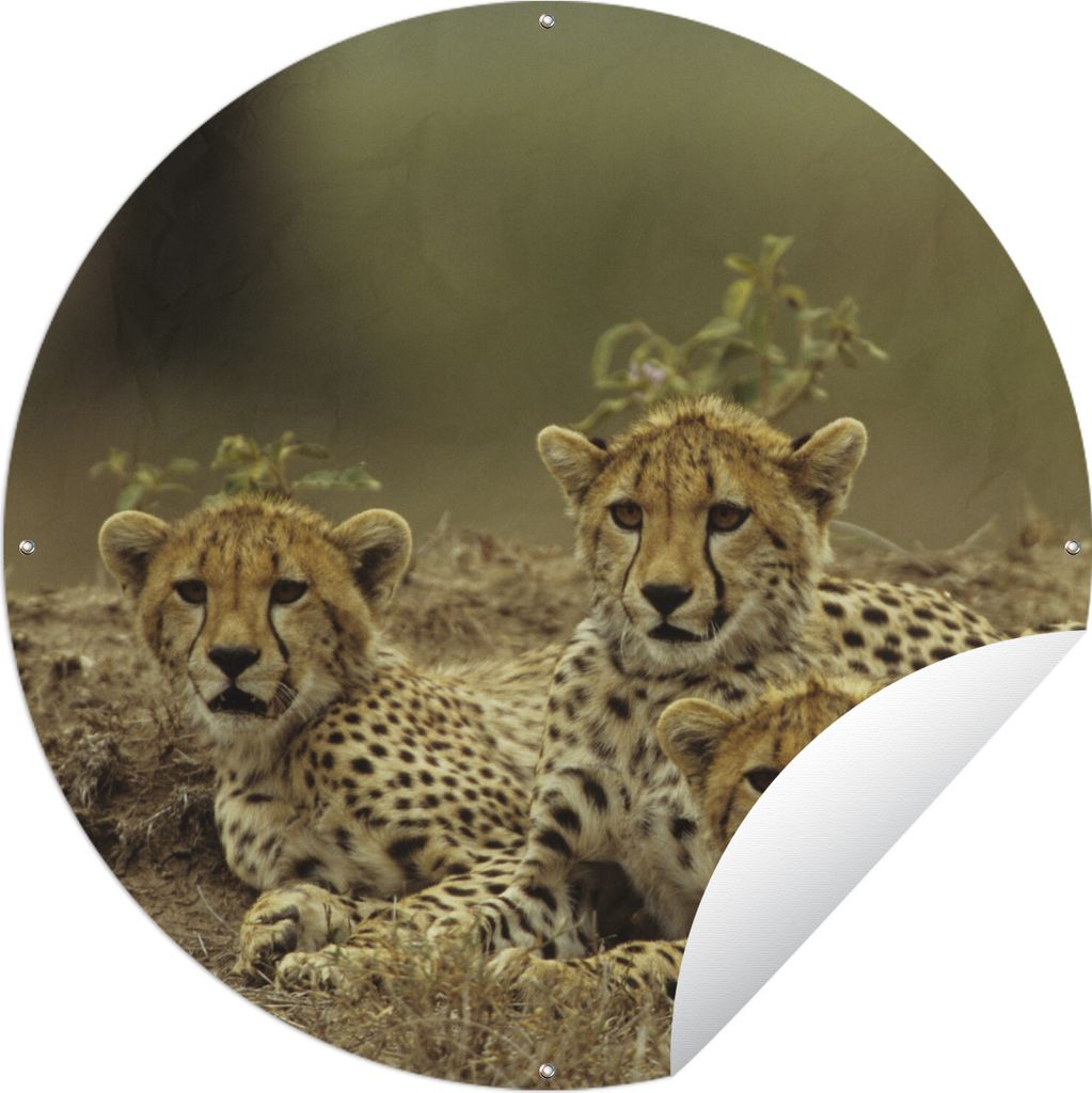 MuchoWow Gartenposter Outdoor-Poster Rund Junge Gepardenjunge Ø 90 cm Gartendeko Rundes Poster draußen