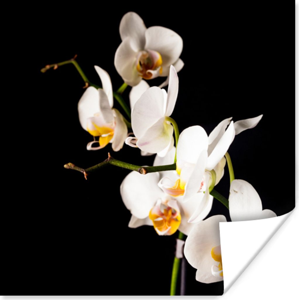 MuchoWow Poster Orchidee - Blumen - Pflanzen - Botanisch 100x100 cm - Babyzimmer