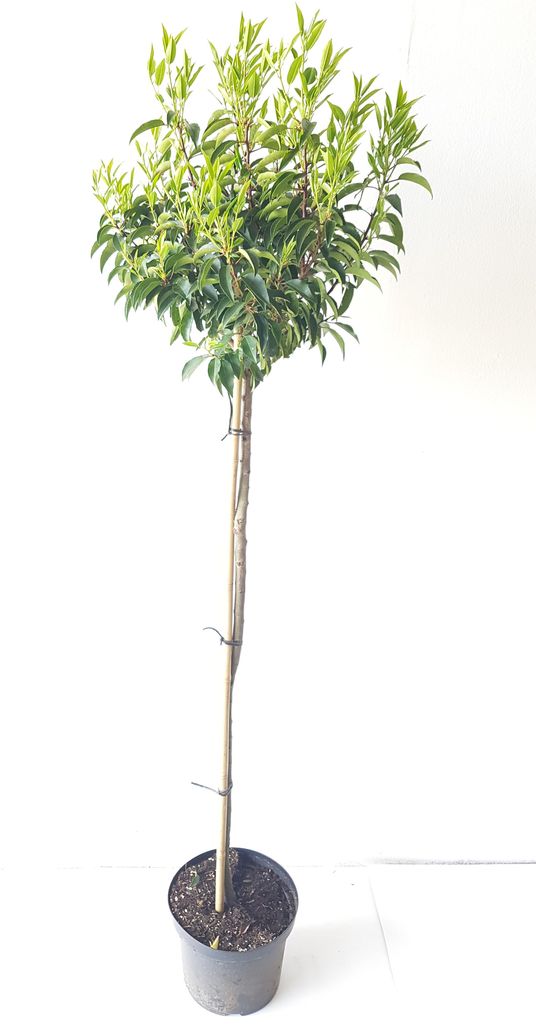 Lorbeerkirsche Hochstamm Kugel 170–180 cm – Prunus Produktbild 
