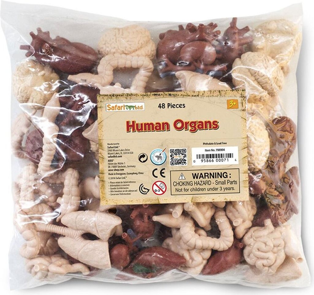 Safari Ltd Human Organs Bulk Bag Multicolor One Size