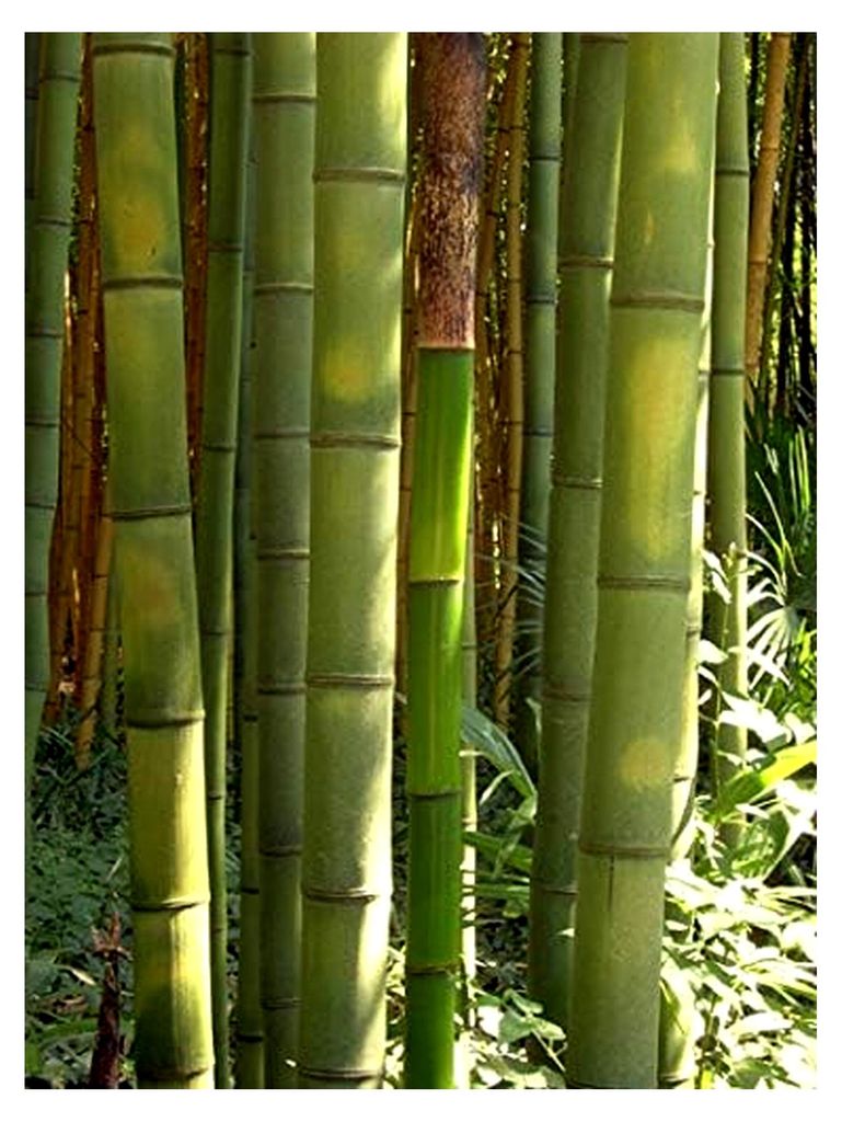 Anzuchtset Riesenbambus (Dendrocalamus gigantea) 60 Samen Produktbild 