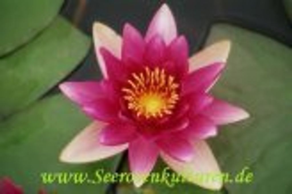 2 SEEROSEN der Sorte Escarboucle, rote Blüten