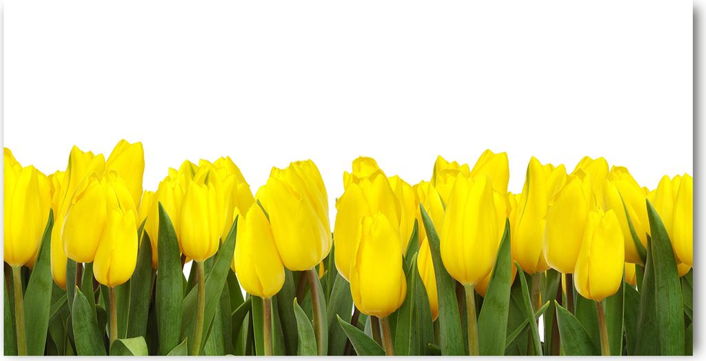 Tulup Küchenrückwand Spritzschutz aus Glas -100x50 -Spritzschutz auf gehärtetes GlasDeko Blumen & Pflanzen Gelbe Tulpen