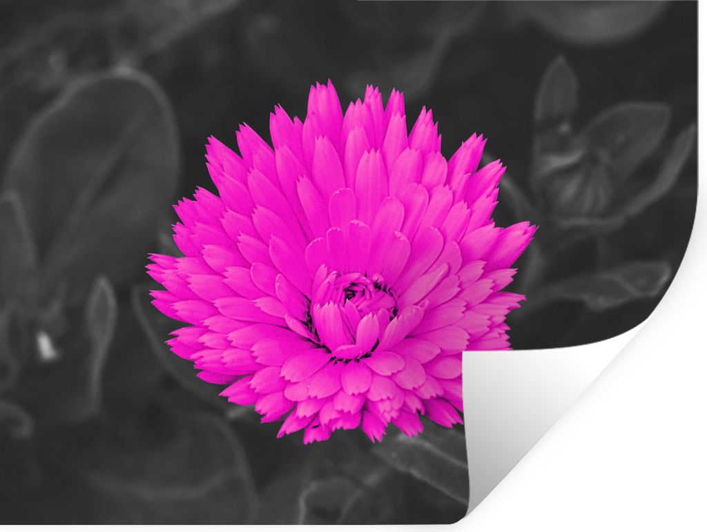 MuchoWow Wandtattoo Wandsticker Wandaufkleber Blumen - Aquarell - Rosa 160x120 cm Selbstklebend und Repositionierbar - Selbstklebend - Fototapeten