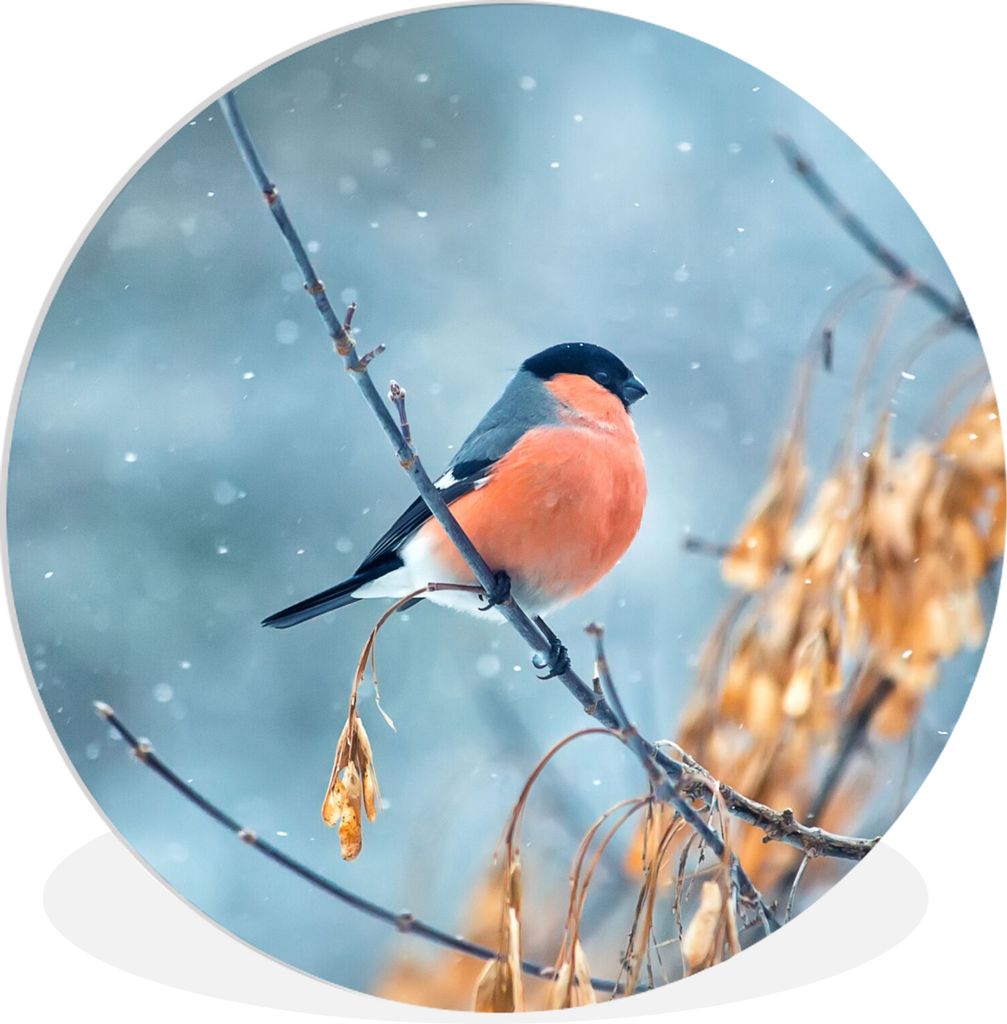 MuchoWow Rundes Wandbild - Runde Bilder Rotkehlchen - Vogel - Schnee - Herbstliche Blätter Ø 60 cm Kreis Wanddekoration Kunststoff - Wandkreis ...