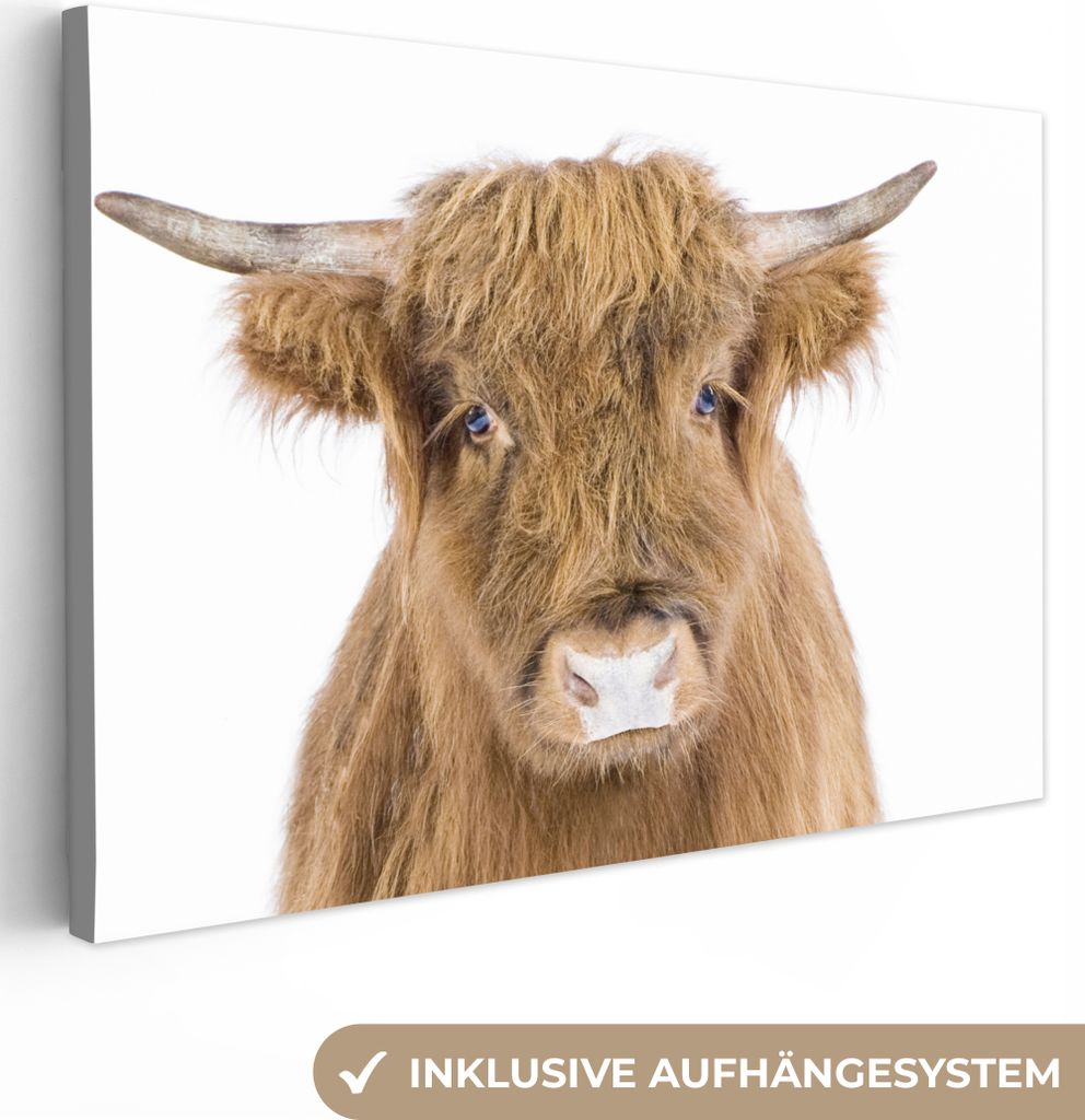 OneMillionCanvasses - Leinwandbilder - 150x100 cm, Schottisches Hochlandrind - Tiere - Braun - Natur, Wandbilder Kunstdruck Wanddekoration - Hoch...