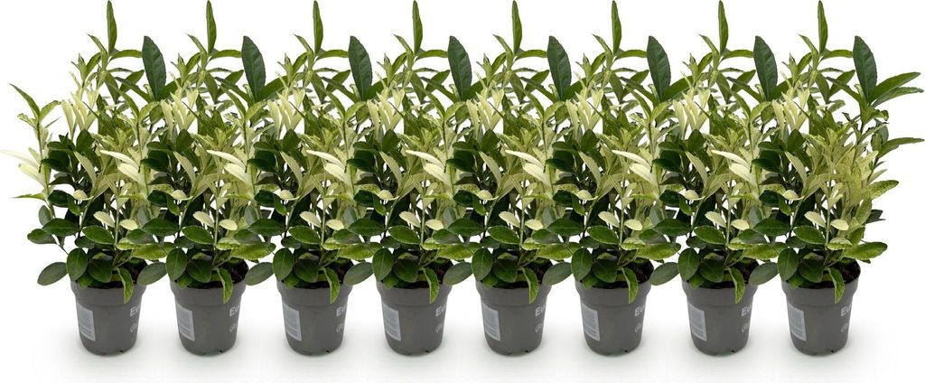 GreenboutiQ - Heckenpflanzen - Euonymus japonica Paloma Produktbild 