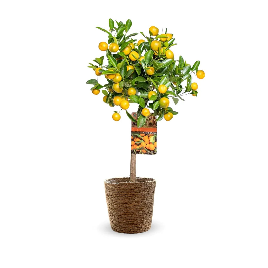 Mandarinier Calamondin avec Panier Jonc de Mer - Agrume Intérieur 85cm