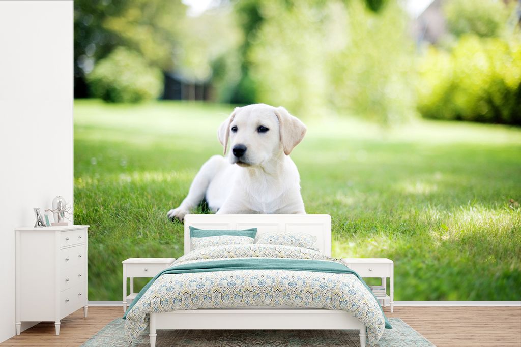 MuchoWow Fototapete für Wohnzimmer oder Schlafzimmer Wandtapete Vinyl Motivtapete Labrador-Welpe im Garten - 360x240 cm - Vinyl-Tapete