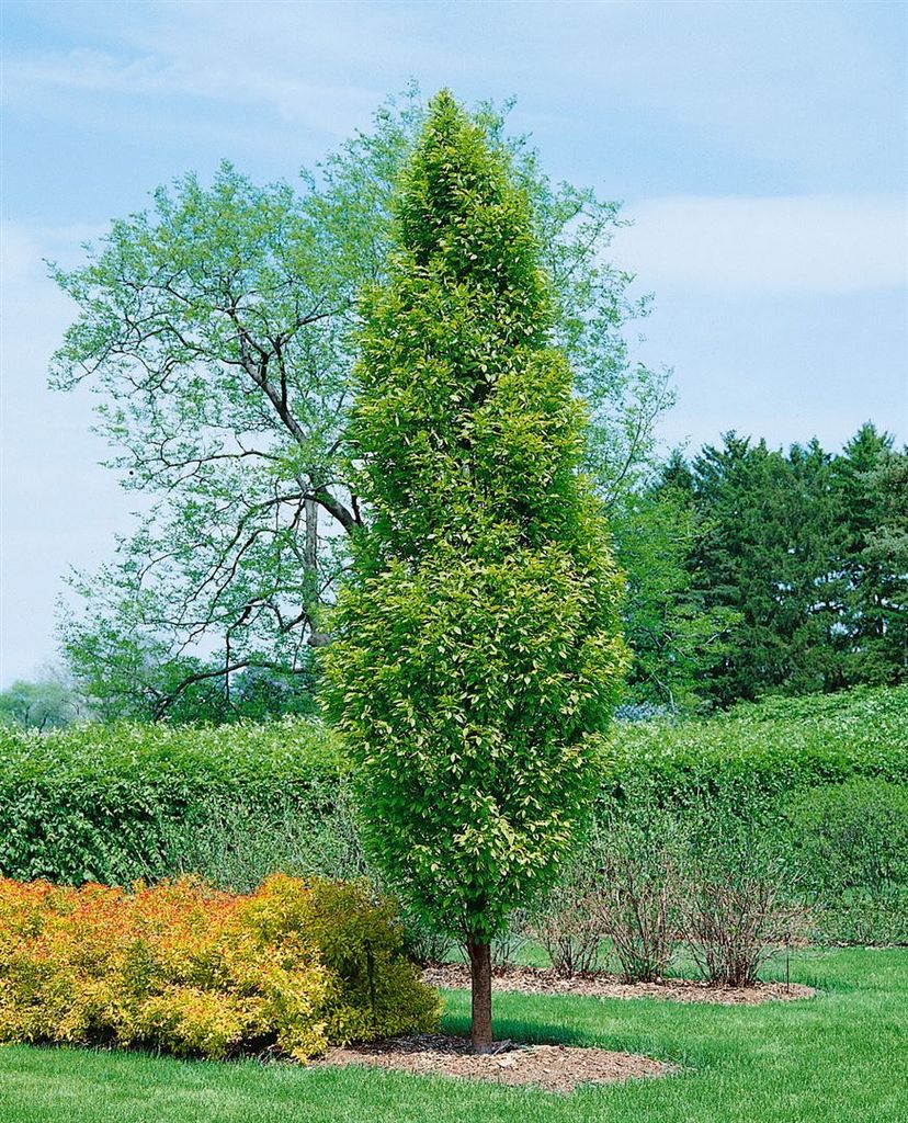 Carpinus betulus 'Lucas', Hainbuche, 80–100 cm
