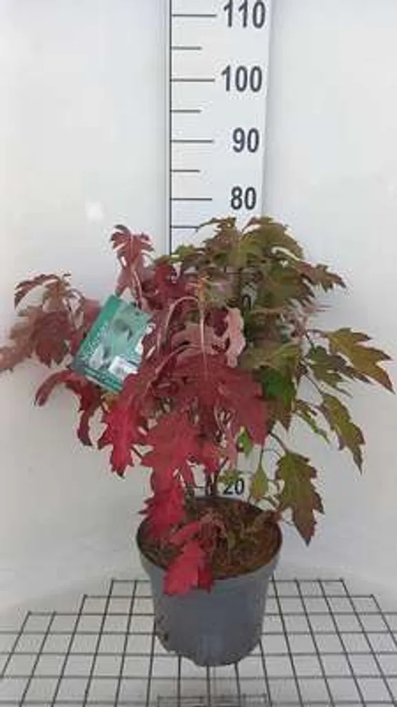 Hortensia Ice Crystal 60cm - L'arbuste rustique qui change de couleur