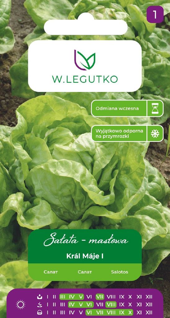 Samen von Kopfsalat Kral Maje I 1g - W.Legutko Produktbild 