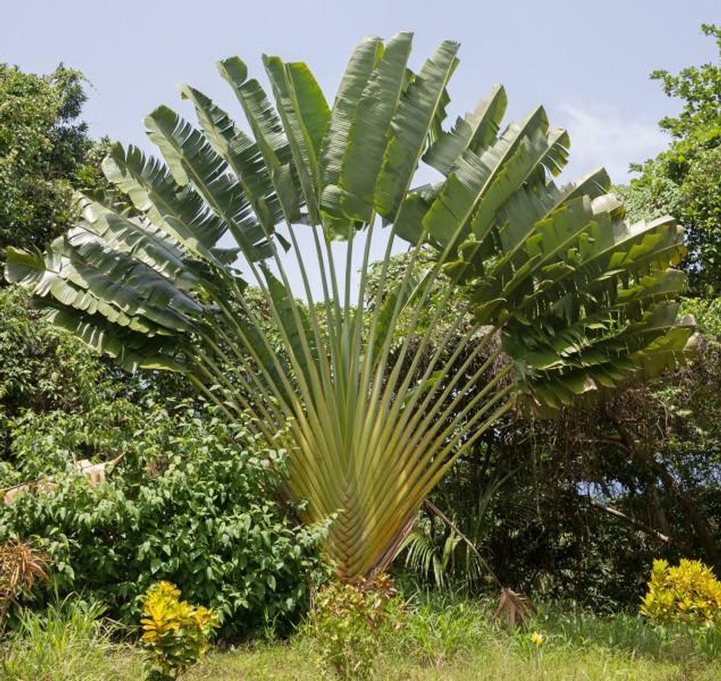 Pflanzensamen Ravenala madagascariensis Baum des Reisenden, Produktbild 