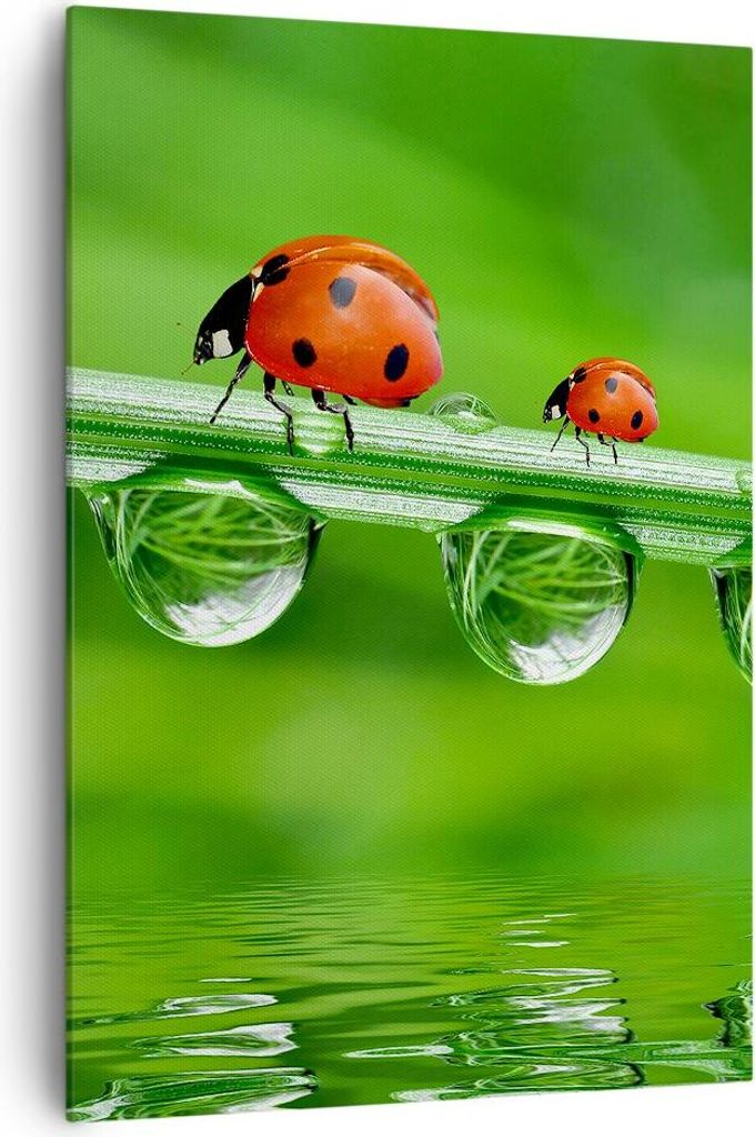 Bild auf Leinwand - Leinwandbild - Einteilig - Marienkäfer Wasser Grün Umwelt - 70x100cm - Wand Bild - Wandbilder - Leinwanddruck - Wanddekoratio...