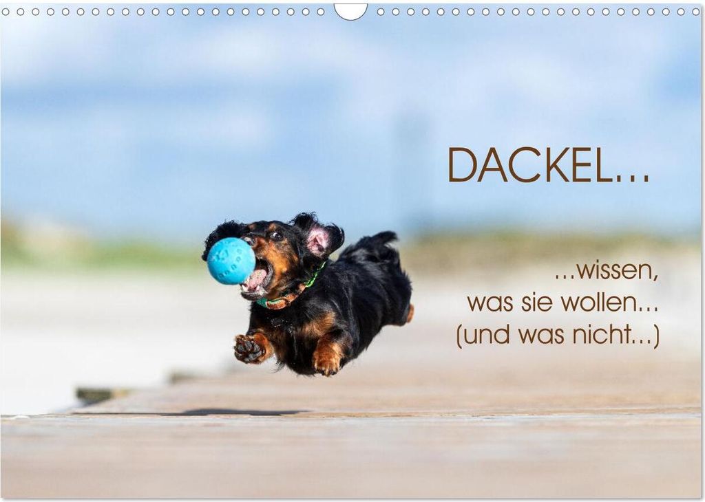 DACKEL... wissen was sie wollen... (und was nicht...) (Wandkalender 2026 DIN A3 quer), CALVENDO Monatskalender
