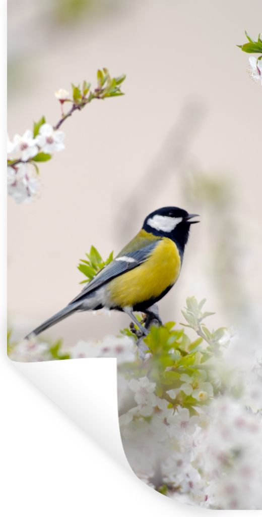 MuchoWow Wandtattoo Wandsticker Wandaufkleber Vogel - Kohlmeise - Blumen - Blütenbaum 60x120 cm Selbstklebend und Repositionierbar - Selbstklebe...