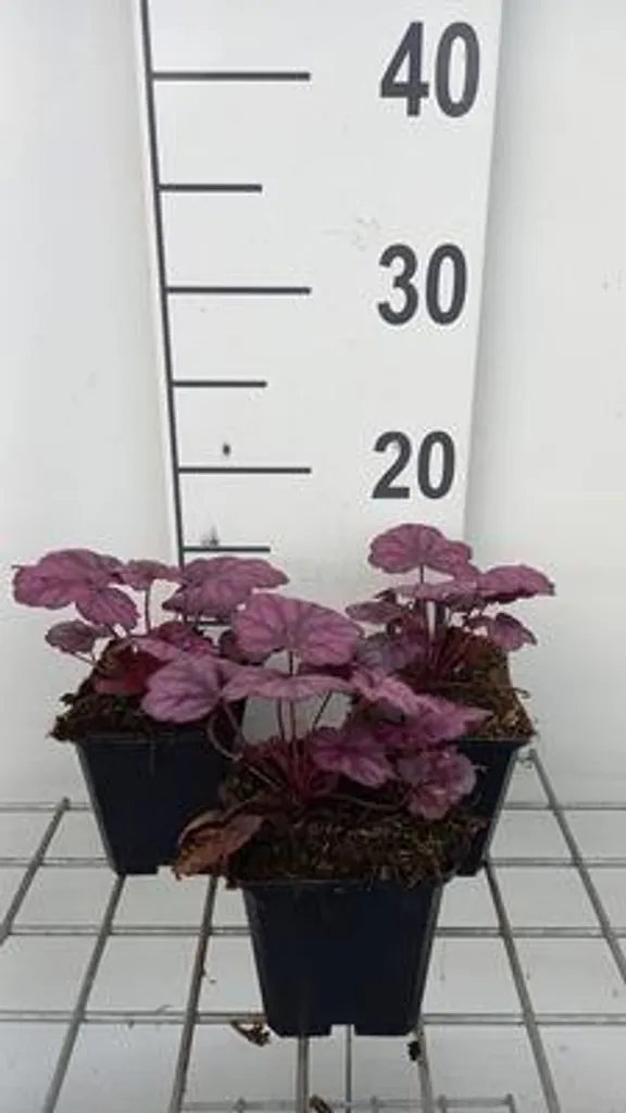 Plante vivace Heuchera Wild Rose - Lot de 6 godets pour massif coloré